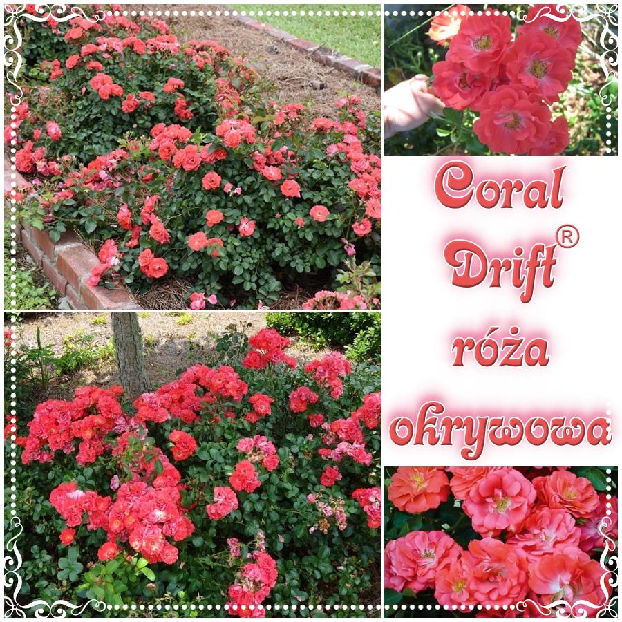 Coral Drift róża okrywowa